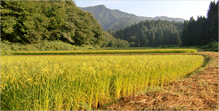 関川村・田麦 (東地区)